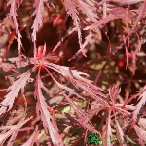 Acer Palmatum 'Garnet' Japanese Maple Tree 7.5 Ltr Pot (NL)