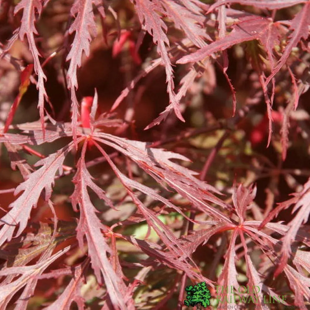 Acer Palmatum 'Garnet' Japanese Maple Tree 7.5 Ltr Pot (NL)