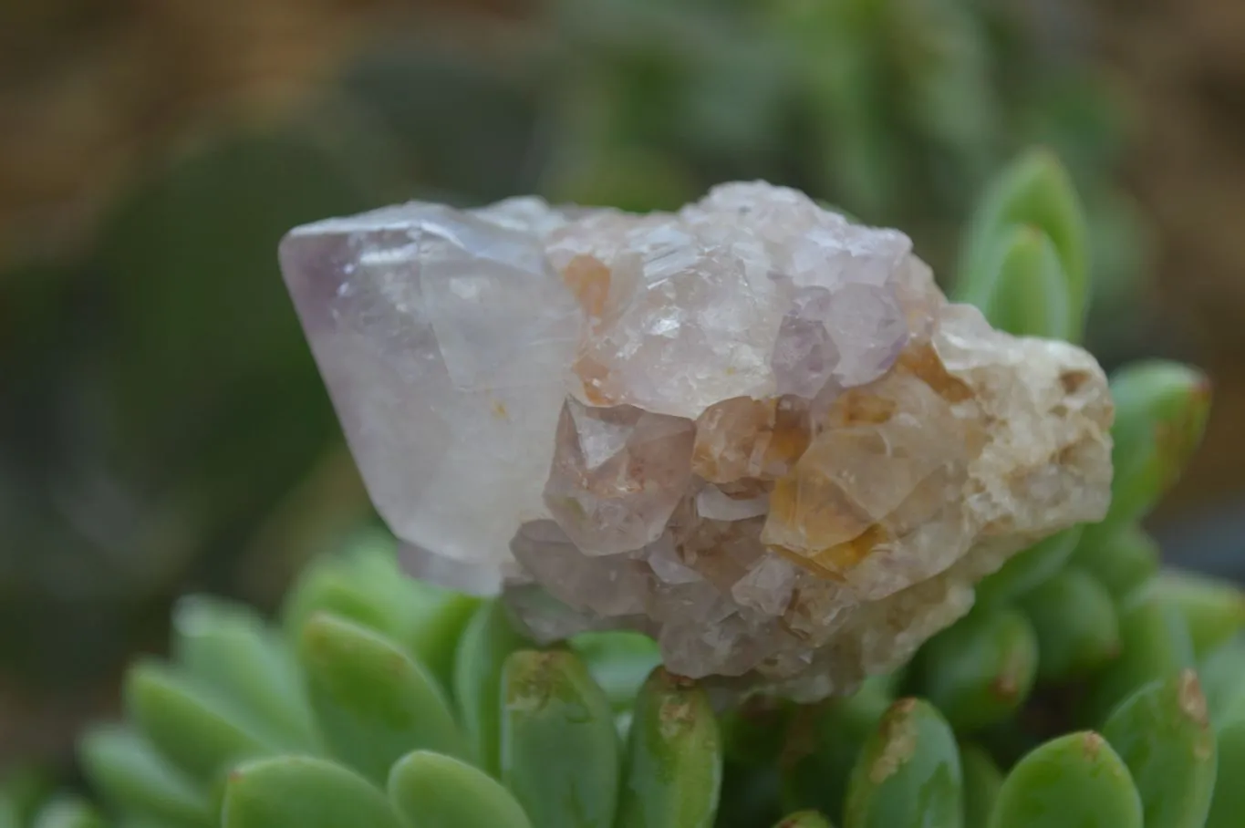 Natural Dark Purple Spirit Amethyst Crystals x 20 From Boekenhouthoek, South Africa