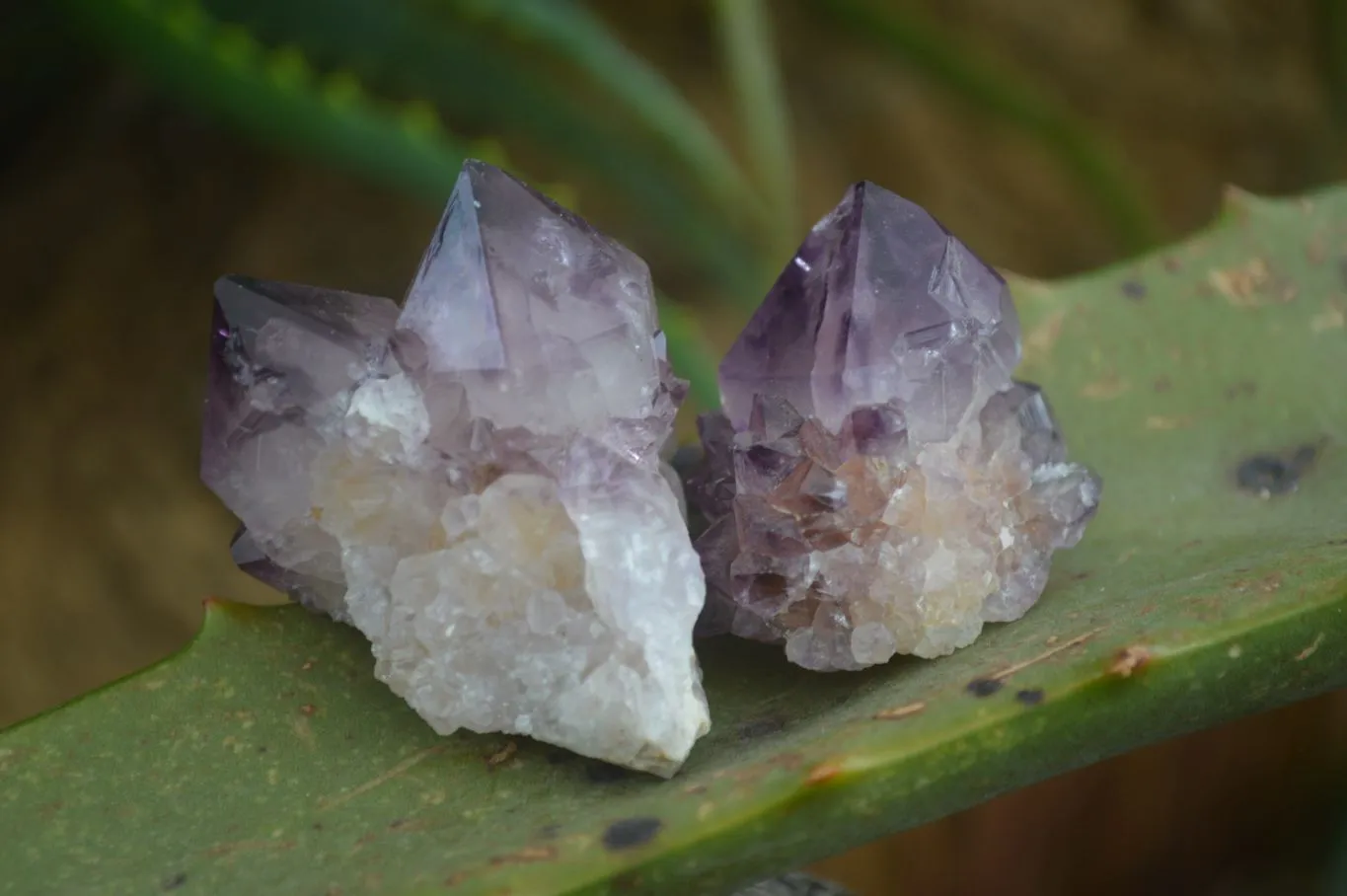 Natural Dark Purple Spirit Amethyst Crystals x 20 From Boekenhouthoek, South Africa