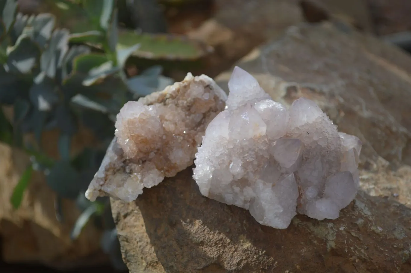 Natural Limonite Spirit Quartz Clusters x 12 From Boekenhouthoek, South Africa